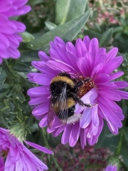 Bombus terrestris