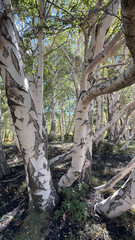 Betula pendula pendula