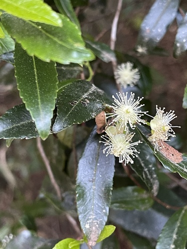 Aphloiaceae