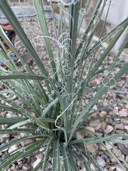 Hesperaloe