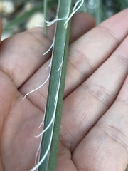 Hesperaloe