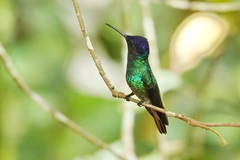 Chrysuronia oenone