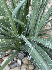 Hesperaloe