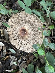 Chlorophyllum