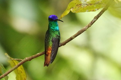 Chrysuronia oenone