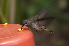 Colibri delphinae