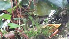 Turdus falcklandii