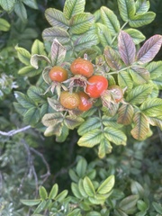 Rosa rugosa