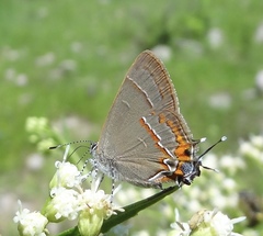 Electrostrymon guzanta