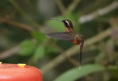 Phaethornis atrimentalis