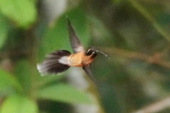 Phaethornis atrimentalis