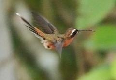 Phaethornis atrimentalis