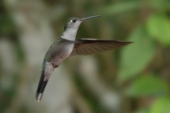 Campylopterus largipennis