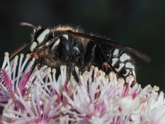 Dolichovespula maculata
