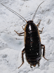 Loboptera canariensis