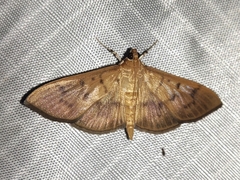 Omiodes pernitescens