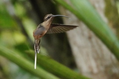 Phaethornis malaris