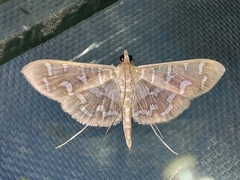 Nausinoe
