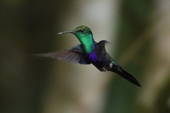 Thalurania furcata