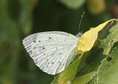 Dixeia charina dagera