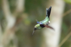 Thalurania furcata