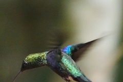 Thalurania furcata
