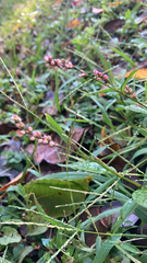Persicaria longiseta