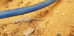 Strophurus intermedius