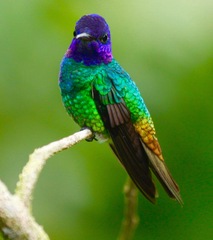 Chrysuronia oenone