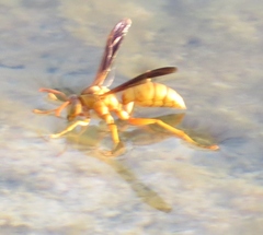 Polistes flavus