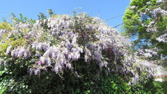 Wisteria sinensis