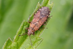 Orsillus depressus