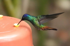 Chrysuronia oenone