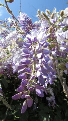 Wisteria sinensis