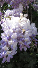 Wisteria sinensis