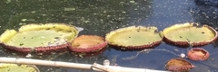 Victoria amazonica
