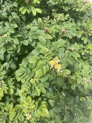 Rosa rugosa