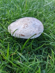 Amanita strobiliformis