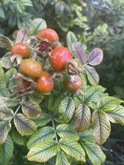 Rosa rugosa