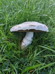 Amanita strobiliformis