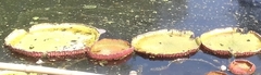 Victoria amazonica