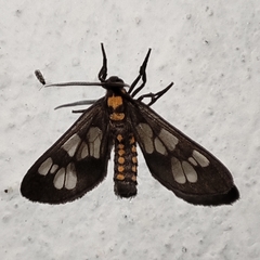 Eressa confinis