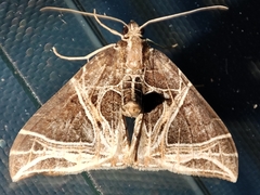 Ecliptopera rectilinea