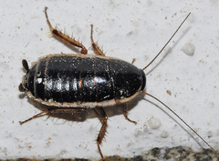 Loboptera decipiens