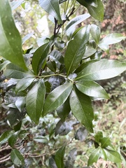 Peddiea africana