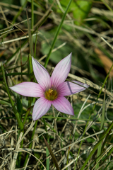 Romulea rosea