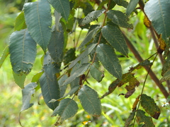 Alectryon tomentosus