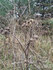 Arctium tomentosum