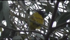 Pheucticus aureoventris