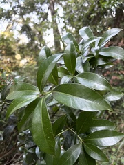 Peddiea africana